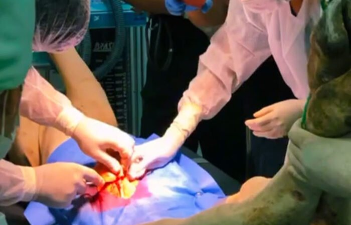 Unidade de Saúde para animais de grande porte oferece estrutura pioneira em Guanambi 