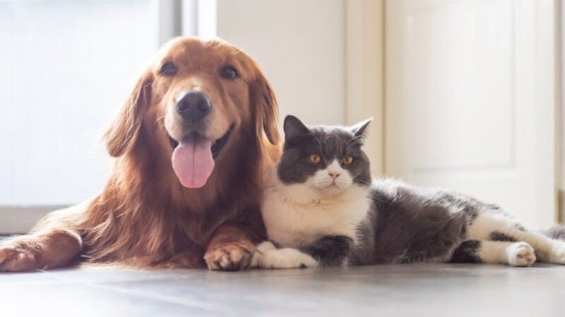 Neste domingo, 26, Boulevard Shopping realiza 1º. Encontro de Pets