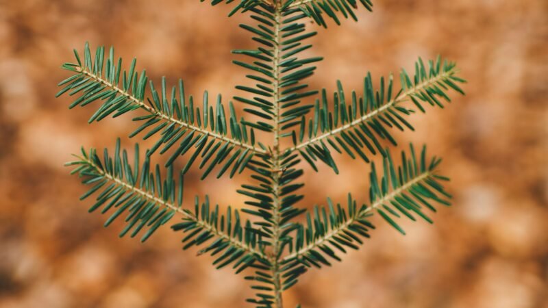 Crônica da Semana: O sentimento de Pequenez, por Nilson Lattari