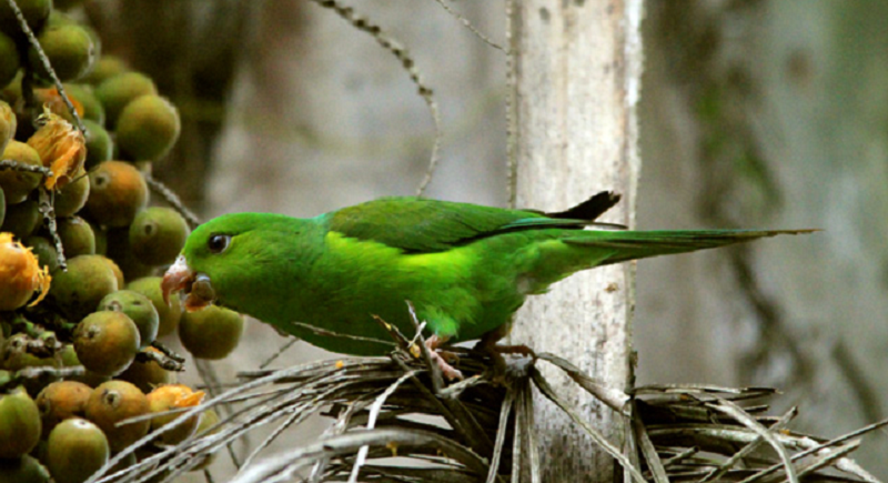 Simpósio organizado pela Uesc reúne pesquisadores de 25 países