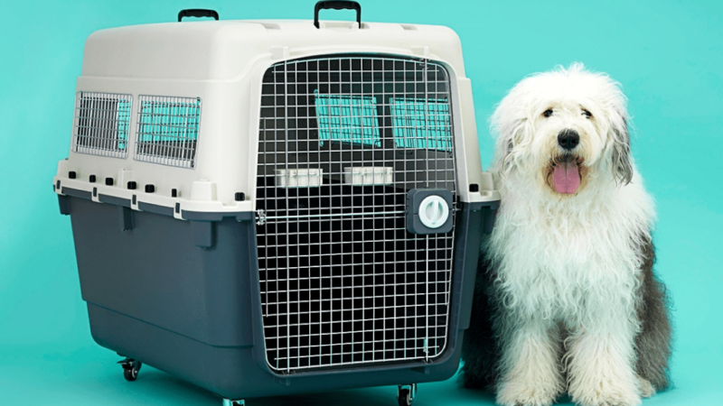 Grupo de Trabalho vai discutir melhorias no transporte de pets