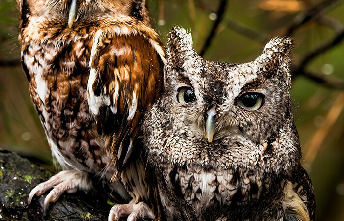 “O ignorante e o sábio”