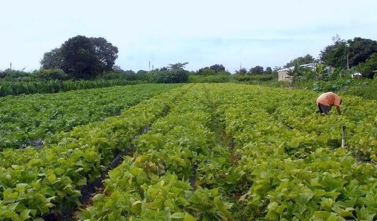 Há 1.783 vagas para assentamento de famílias da reforma agrária