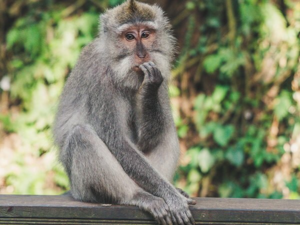 E AGORA JOSÉ?* Crônica da Semana por Nilson Lattari
