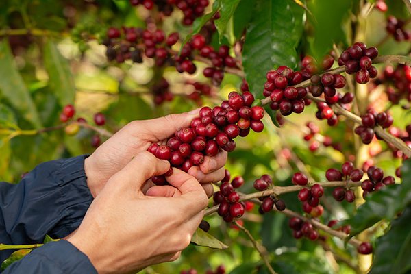 Conexão Cafés da Bahia: evento promove imersão sensorial com produtos artesanais de excelência em Vitória da Conquista