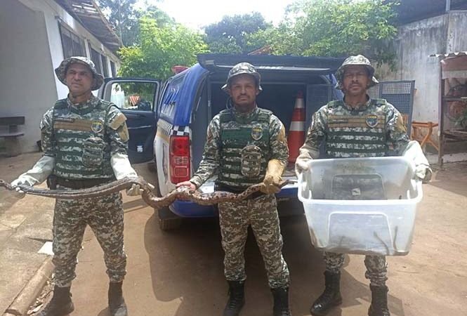 Agentes do Gama resgatam Jiboia adulta com 30 filhotes em residência na Zona Rural de Conquista