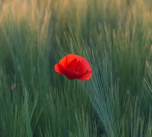 Relembranças, por Nilson Lattari, crônica da semana