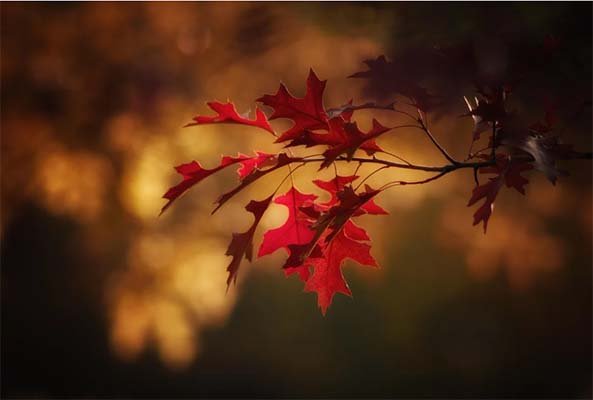 Outono chegou e como ficam chuvas e frentes frias? Climatempo conta tudo