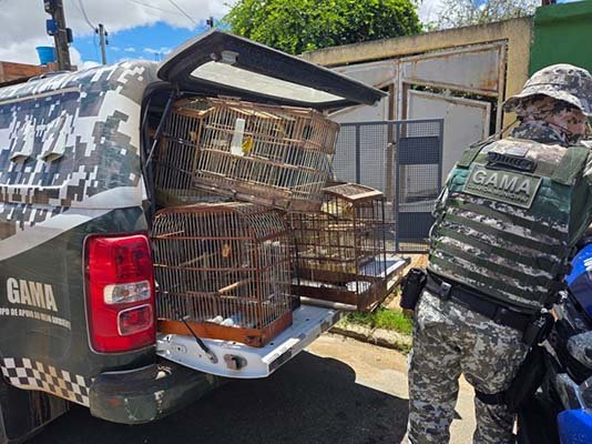 Equipes da Semma e da Guarda Municipal apreendem 84 aves silvestres