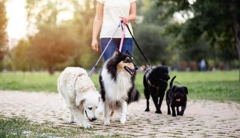 Encontro de Pets acontece neste domingo (23) na Olívia Flores 