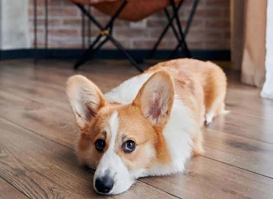 Doenças inflamatórias em cães e gatos exigem atenção especial dos tutores