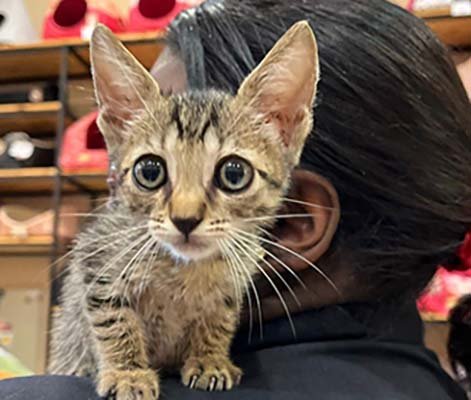 Boulevard Shopping Camaçari promove feira de adoção de animais no próximo sábado