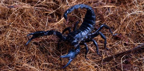 Especialista alerta para os cuidados diante do aumento de acidentes com escorpiões