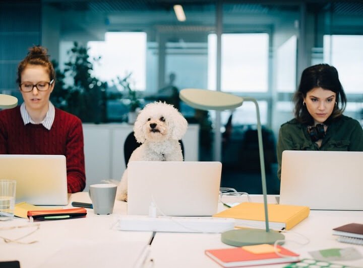 ROYAL CANIN reforça a cultura pet friendly e destaca benefícios para os pets