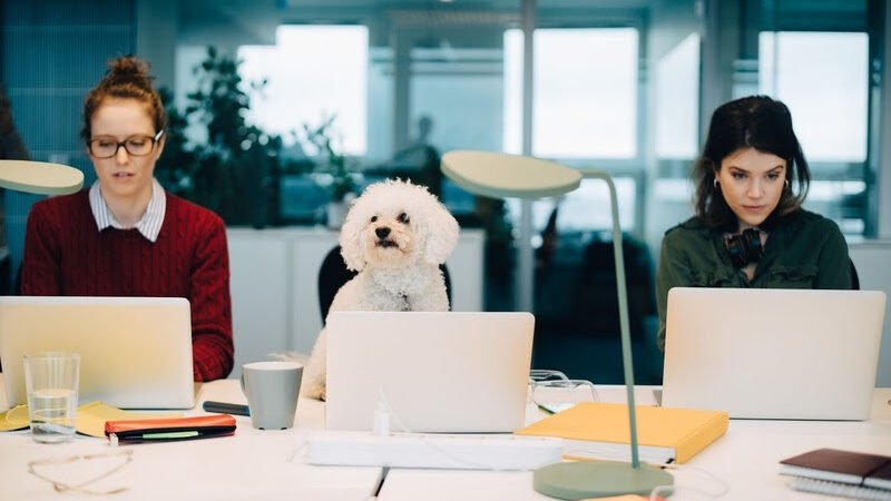 ROYAL CANIN reforça a cultura pet friendly e destaca benefícios para os pets