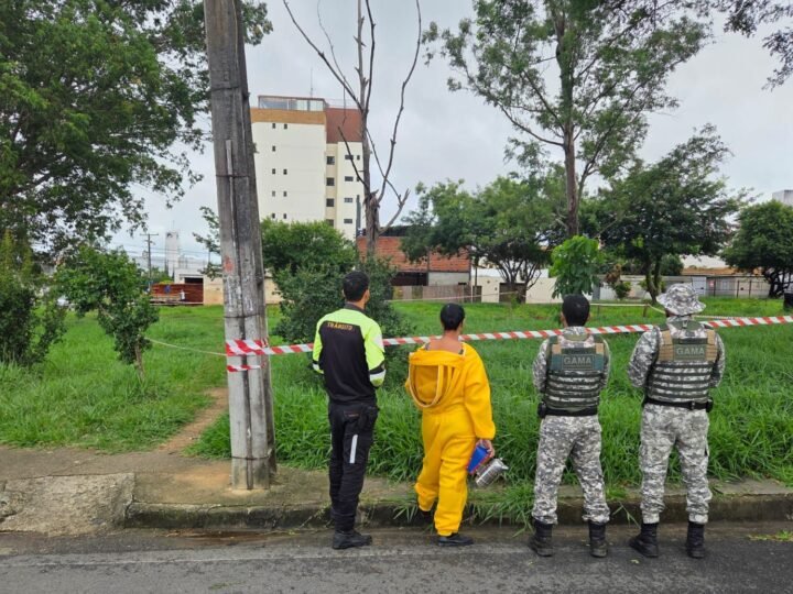 Colônia de abelhas em árvore será retirada na noite deste sábado