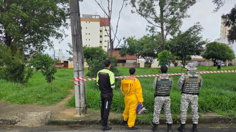 Colônia de abelhas em árvore será retirada na noite deste sábado