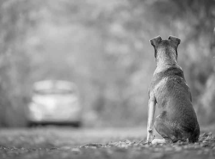 PL pretende autorizar sepultamento de animais de estimação em cemitérios no município