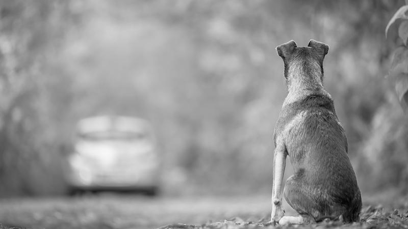 PL pretende autorizar sepultamento de animais de estimação em cemitérios no município