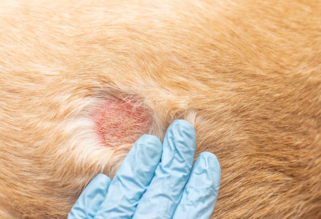 Veterinário alerta para os cuidados com a esporotricose