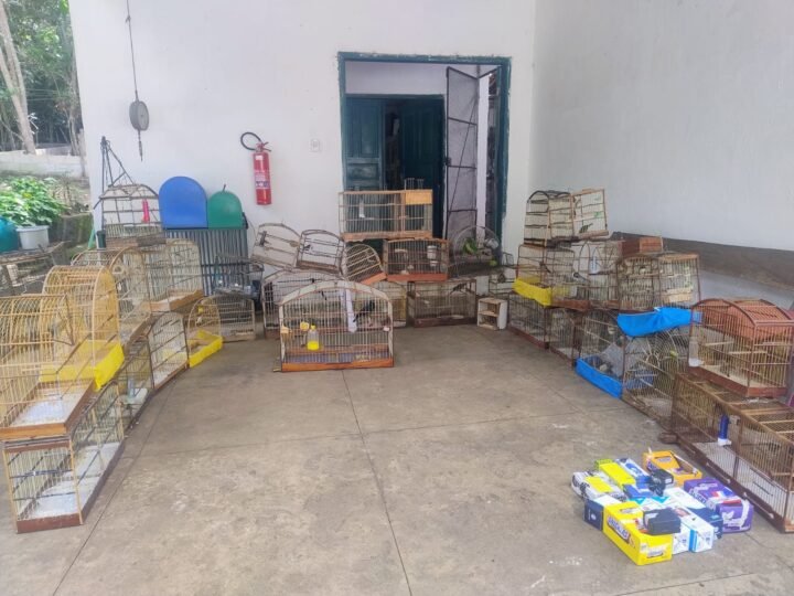 Ação conjunta da Semma e do Gama resgata 47 pássaros silvestres em pontos de venda ilegal em Vitória da Conquista