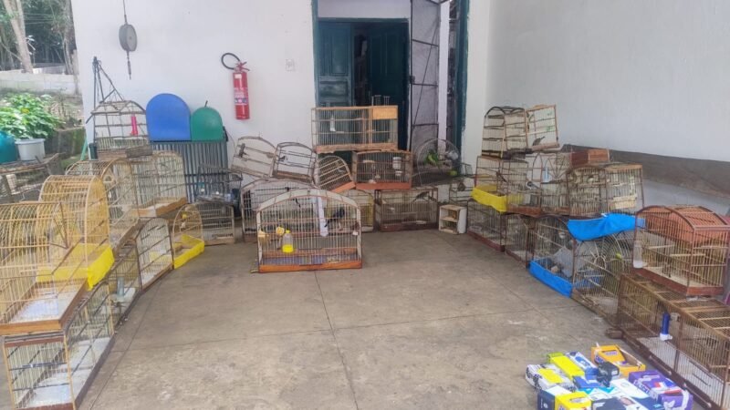Ação conjunta da Semma e do Gama resgata 47 pássaros silvestres em pontos de venda ilegal em Vitória da Conquista