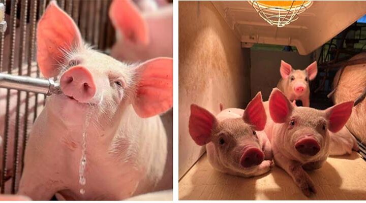 3º Concurso Fotográfico Bacon Lovers abre inscrições e terá iPhone 17 como prêmio
