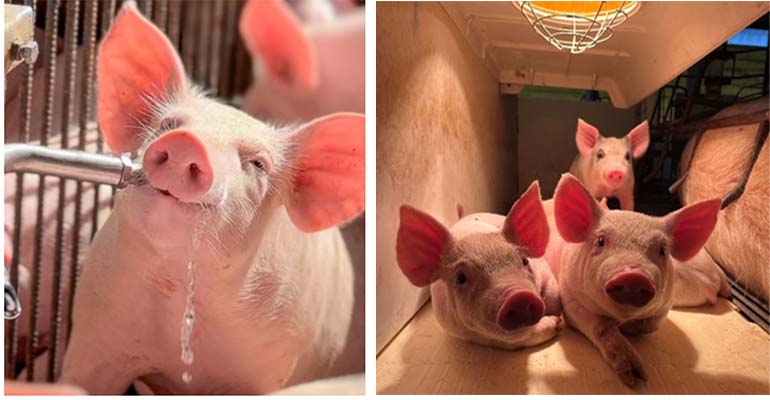 3º Concurso Fotográfico Bacon Lovers abre inscrições e terá iPhone 17 como prêmio
