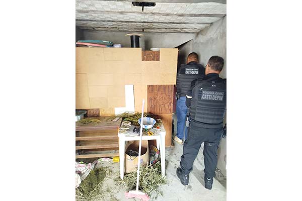 Operação Integrada desarticula plantação de maconha e prende suspeito em Caetité