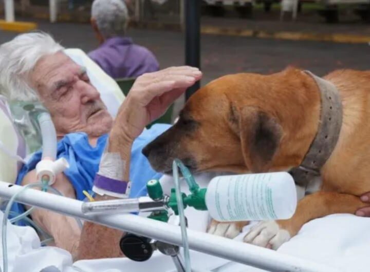 Câmara aprova lei que autoriza visita de animais de estimação em hospitais de Vitória da Conquista