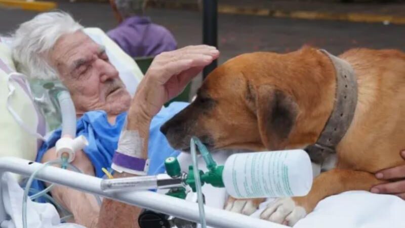Câmara aprova lei que autoriza visita de animais de estimação em hospitais de Vitória da Conquista