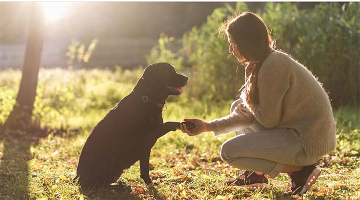 Cão de apoio emocional: professora da Unex explica benefícios e os cuidados necessários com o animal