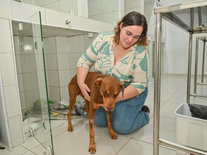 Cão vítima de maus-tratos recebe atendimento e se recupera em Vitória da Conquista