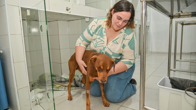 Cão vítima de maus-tratos recebe atendimento e se recupera em Vitória da Conquista