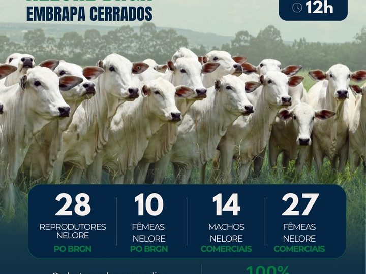 Bovinos com genética Nelore da Embrapa são ofertados em leilão no próximo dia 12