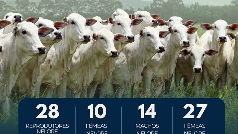 Bovinos com genética Nelore da Embrapa são ofertados em leilão no próximo dia 12