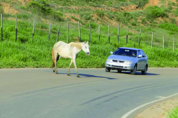 MPBA recomenda medidas para prevenir acidentes com animais na BR-116