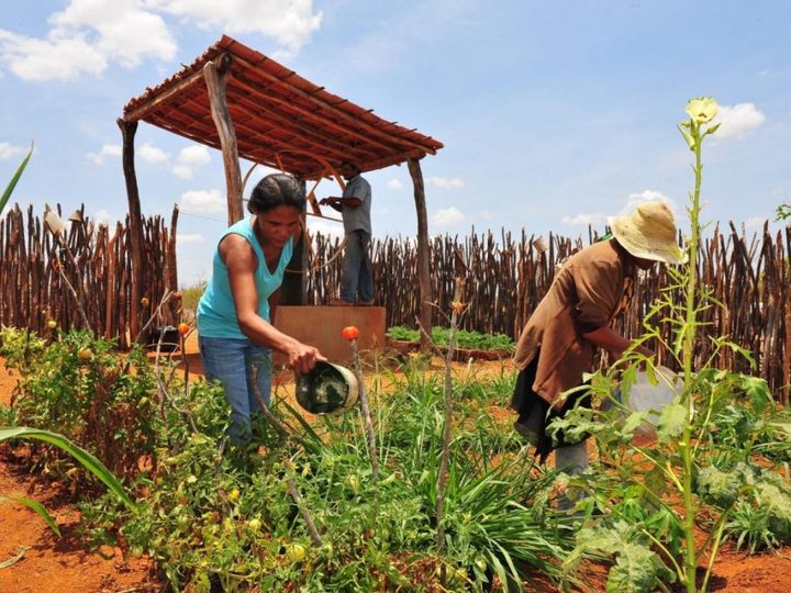 Mulheres são maioria entre produtores e se destacam na zona rural de Vitória da Conquista