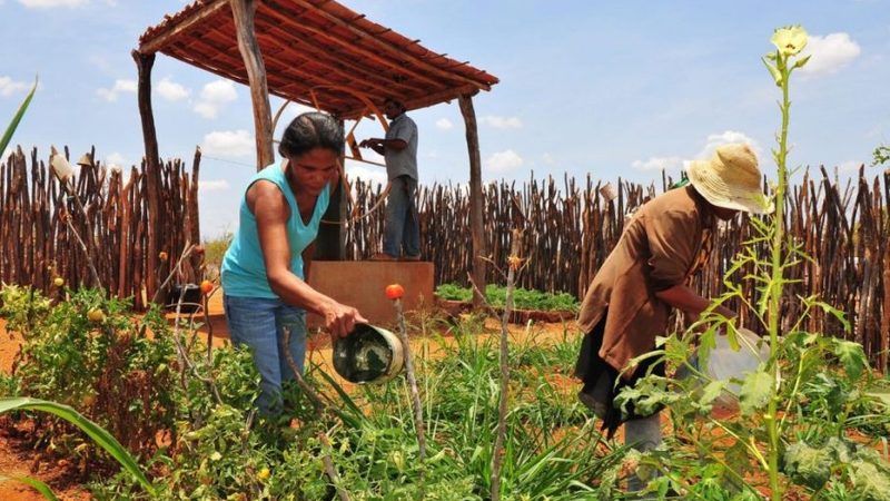 Mulheres são maioria entre produtores e se destacam na zona rural de Vitória da Conquista